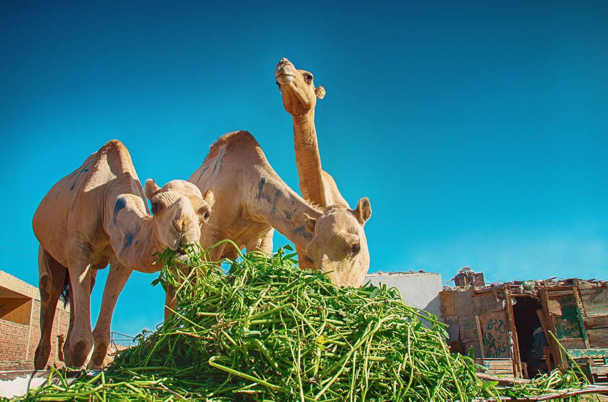 Travel — Egypt — frame 21