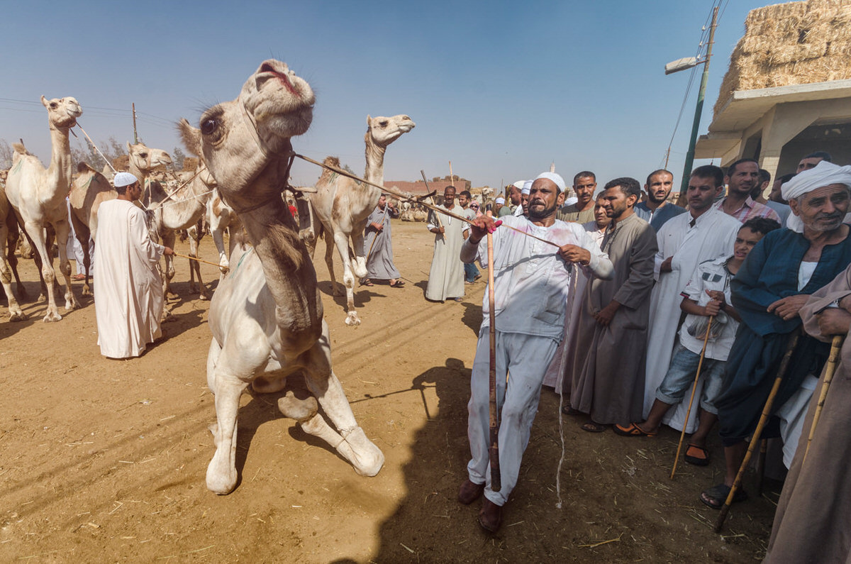 Travel — Egypt — frame 23