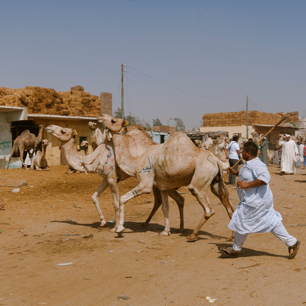 Travel — Egypt — frame 29